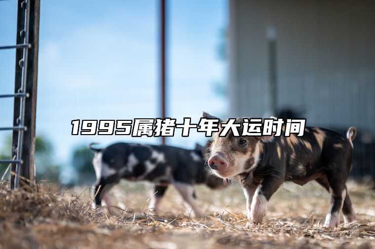 1995属猪十年大运时间 属猪人最难熬的年龄