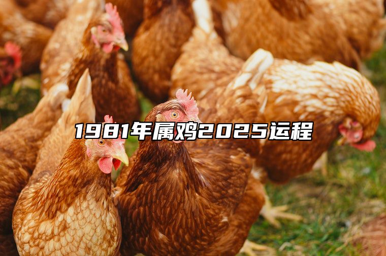 1981年属鸡2025运程 81年鸡2025年运势