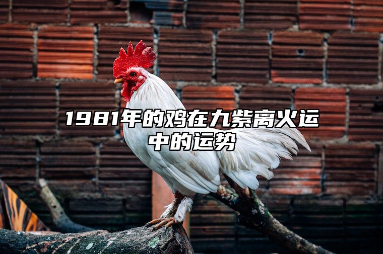 1981年的鸡在九紫离火运中的运势 1981年属鸡三步大运