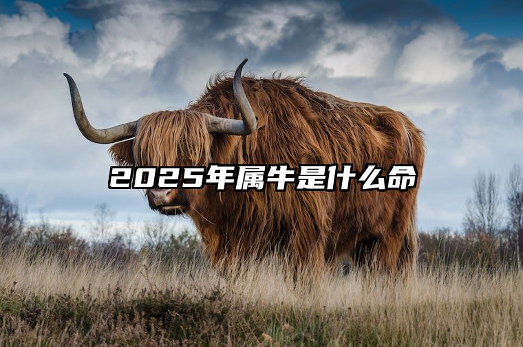 2025年属牛是什么命 97年的牛是什么命 五行属