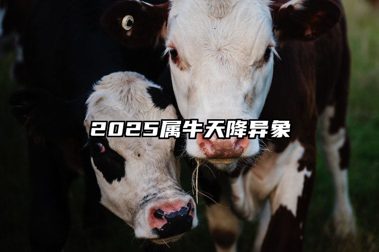 2025属牛天降异象 73年属牛女晚年靠谁