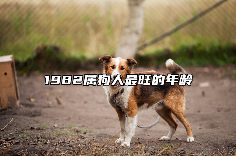 1982属狗人最旺的年龄 82年狗哪年才开始发财