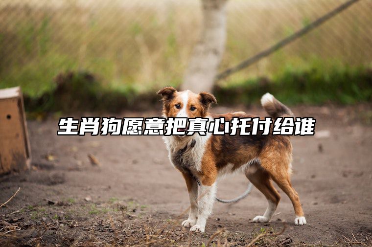 生肖狗愿意把真心托付给谁 