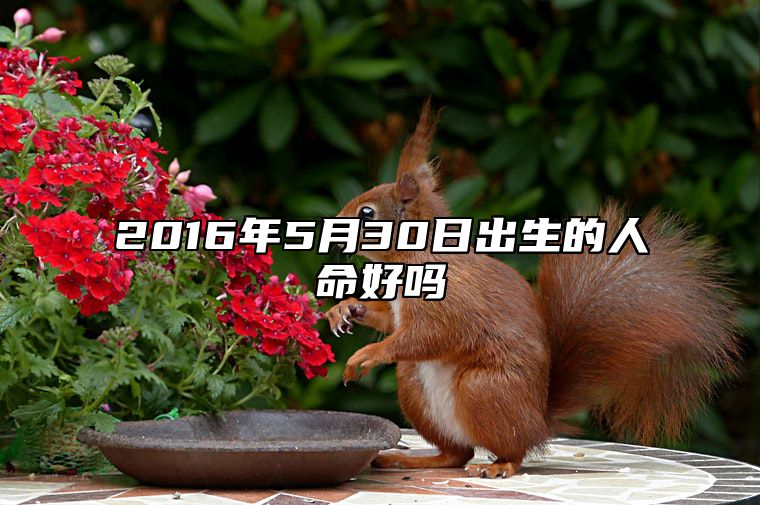 2016年5月30日出生的人命好吗 今日生辰八字