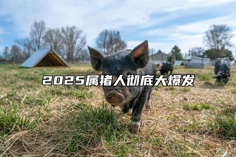 2025属猪人彻底大爆发 属猪人最大靠山是谁