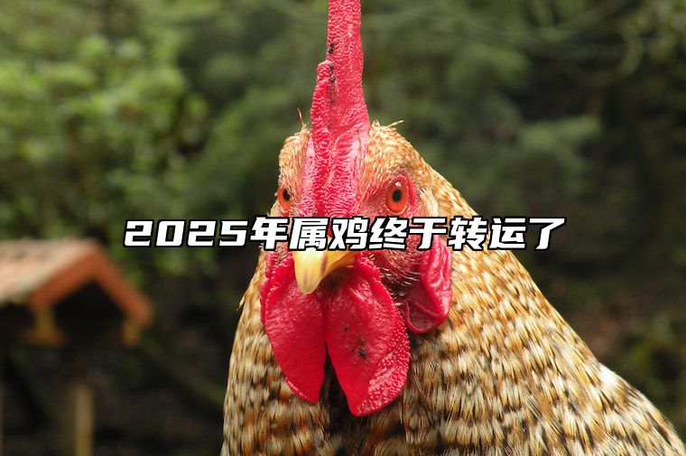 2025年属鸡终于转运了 2021年属鸡终于转运了