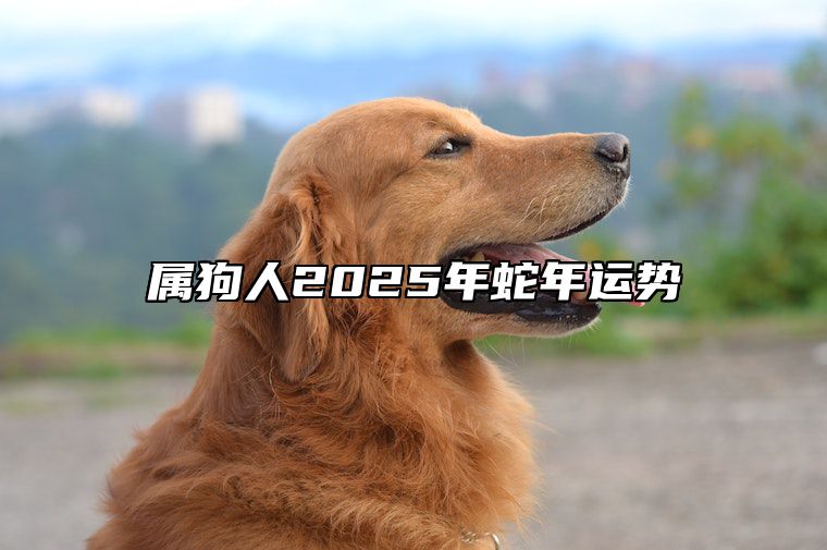 属狗人2025年蛇年运势 属狗人2025年蛇年运势怎么样