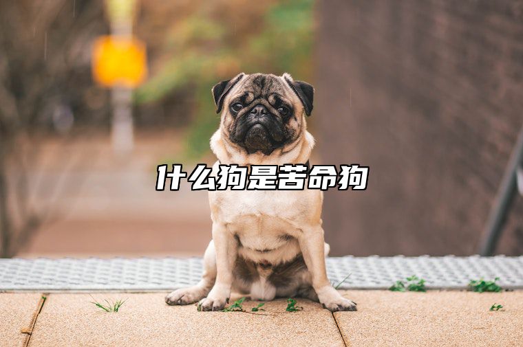 什么狗是苦命狗 什么狗命好