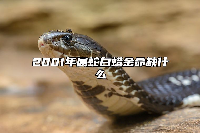 2001年属蛇白蜡金命缺什么 2001年属蛇的白蜡金命缺什么