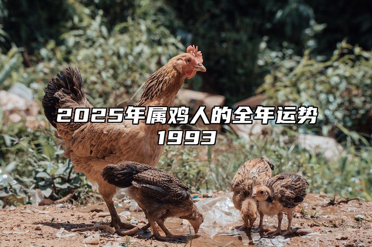 2025年属鸡人的全年运势1993 属鸡的人2024年运势及运程详解