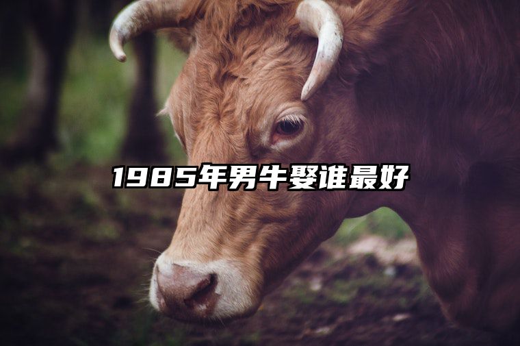 1985年男牛娶谁最好 1985年属牛男配女什么属相好