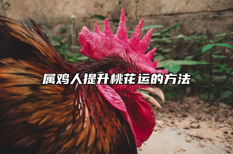 属鸡人提升桃花运的方法 属鸡怎么旺桃花