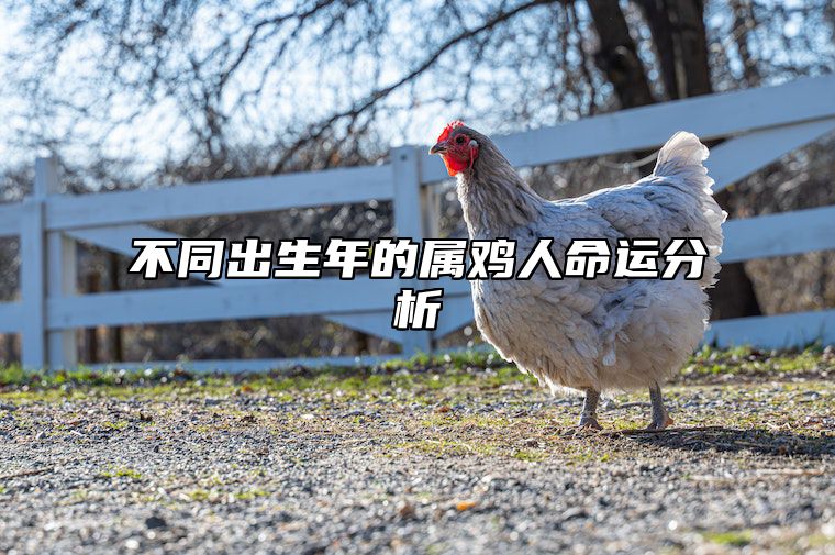 不同出生年的属鸡人命运分析 不同年份出生的属鸡人命运