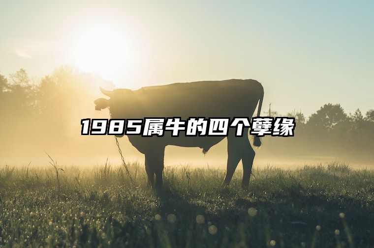 1985属牛的四个孽缘 属牛离不开的两个贵人是谁