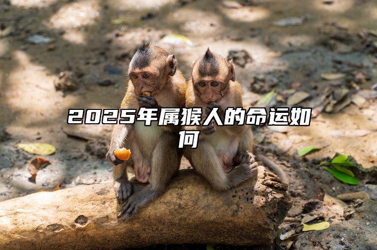 2025年属猴人的命运如何 2025年属猴人的命运如何样