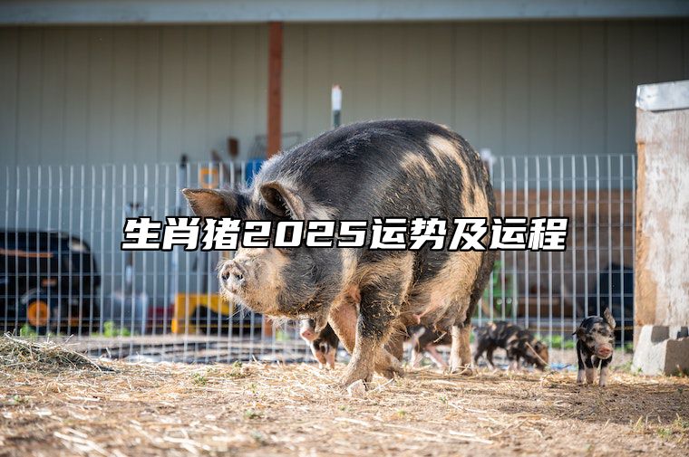 生肖猪2025运势及运程 生肖猪2025运势及运程详解图