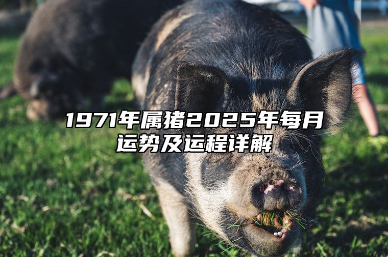 1971年属猪2025年每月运势及运程详解 1971年属猪人2023年运势运程