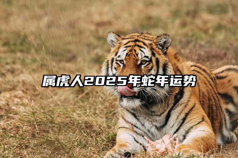 属虎人2025年蛇年运势 属虎2025年蛇年运势如何