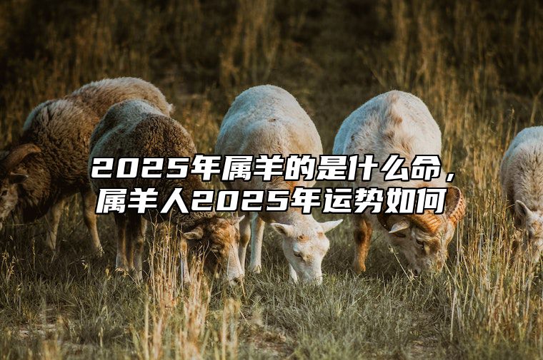 2025年属羊的是什么命，属羊人2025年运势如何 2025年属羊人的全年运势详解