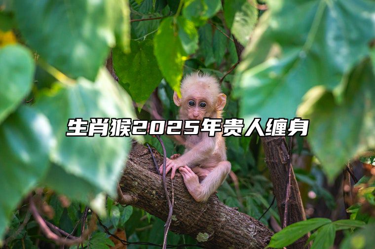 生肖猴2025年贵人缠身 2025年开始走大运的生肖