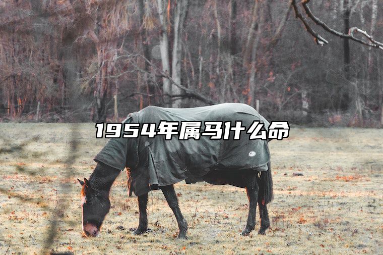 1954年属马什么命 1954年属马是啥命