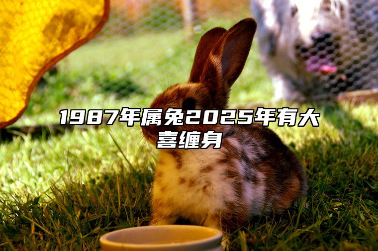 1987年属兔2025年有大喜缠身 87年女兔在2025年全年运气