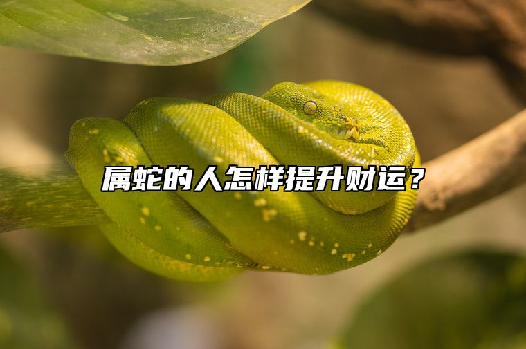 属蛇的人怎样提升财运？ 属蛇的人怎样才能运气好