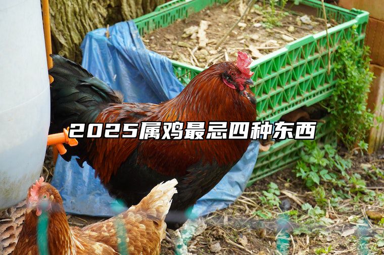 2025属鸡最忌四种东西 2020年属鸡的应该忌讳什么