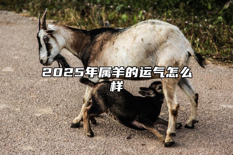 2025年属羊的运气怎么样 91年属羊发财之年