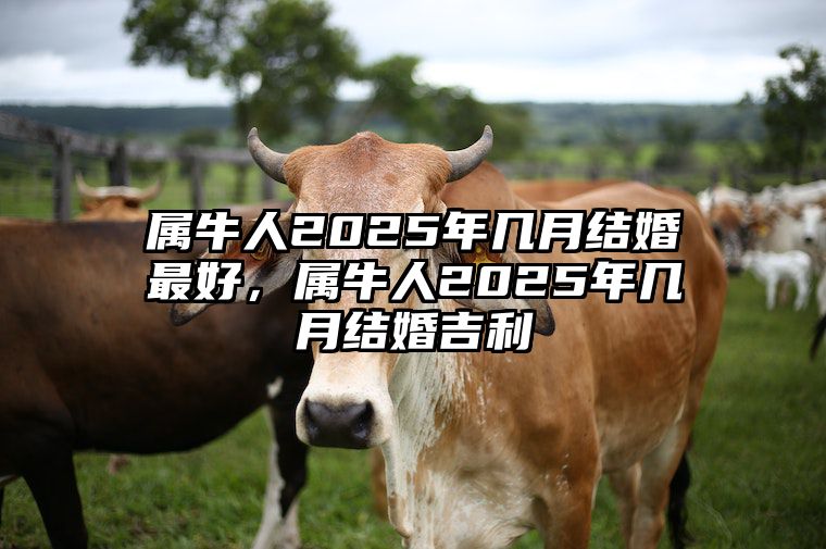 属牛人2025年几月结婚最好，属牛人2025年几月结婚吉利 2025年属牛人的全年每月