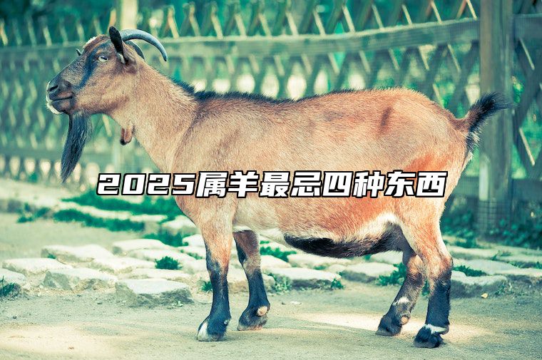 2025属羊最忌四种东西 属羊人2020年禁忌什么