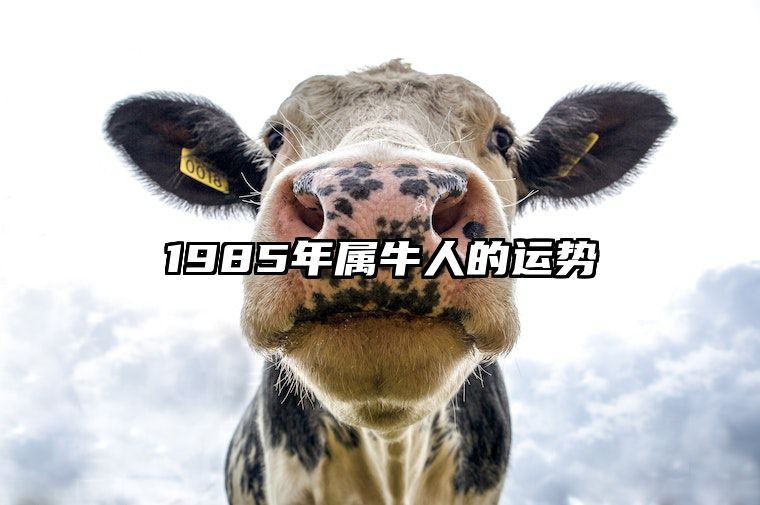 1985年属牛人的运势 1985年属牛人的运势周期是怎样的?