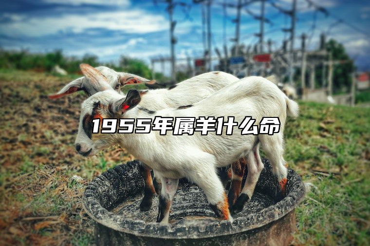 1955年属羊什么命 1955年属羊什么命?