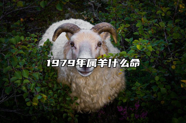 1979年属羊什么命 1979年属羊什么命命里缺什么