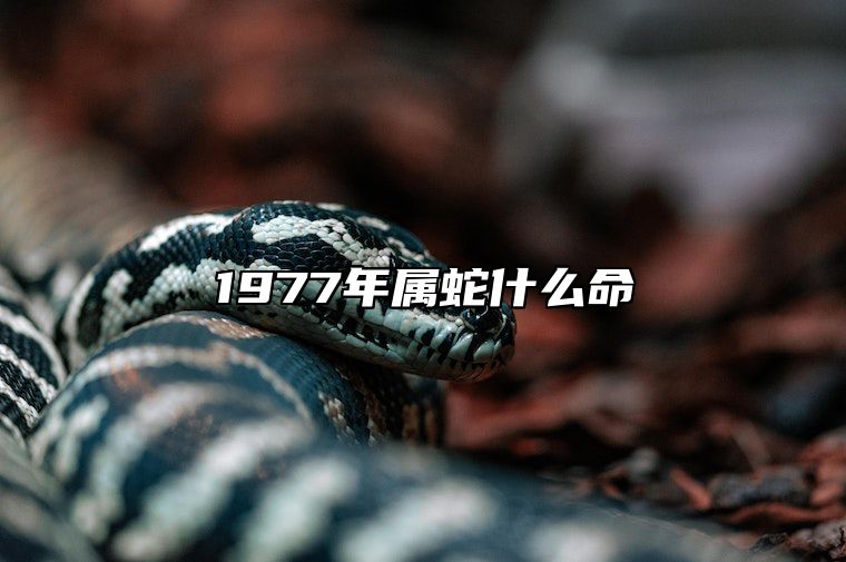 1977年属蛇什么命 1977年属蛇什么命格