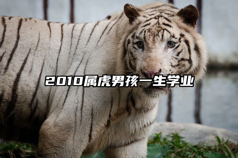 2010属虎男孩一生学业 2010男虎14岁以后的命运