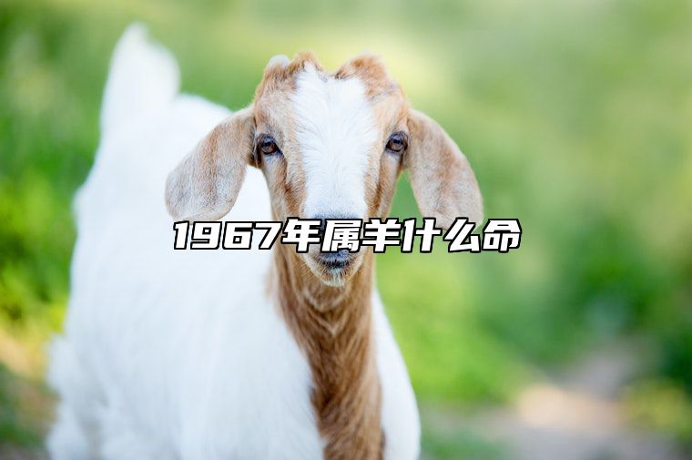 1967年属羊什么命 1967年属羊是啥命