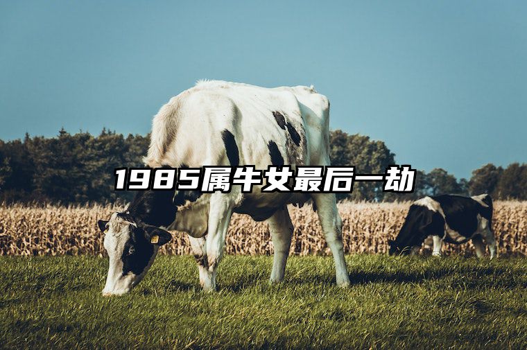 1985属牛女最后一劫 85属牛女命中注定的丈夫