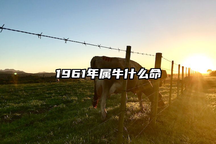 1961年属牛什么命 1961年的属牛人是什么命