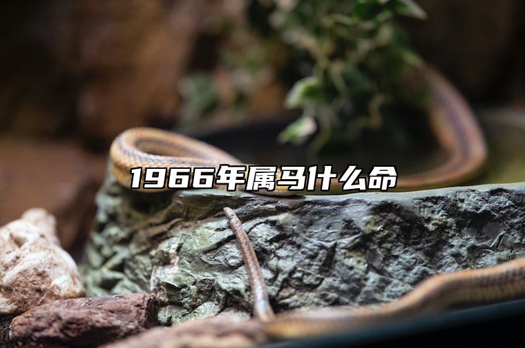 1966年属马什么命 1966年属马什么命用啥微信头像