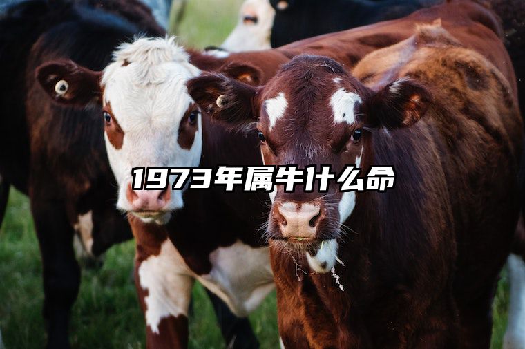 1973年属牛什么命 1973年属牛是什么命运如何