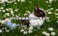 1999年属兔2025年运势 1999年属兔2025年运势及运程详解