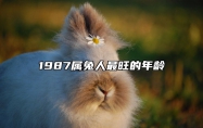 1987属兔人最旺的年龄 十兔九苦,哪个月份最苦