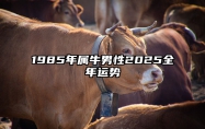 1985年属牛男性2025全年运势 1985年牛男2022年运势