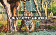 1986年的虎什么时候翻身 2025年86属虎女终于转运了