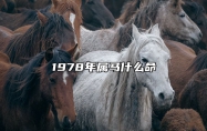 1978年属马什么命 1978年属马什么命格