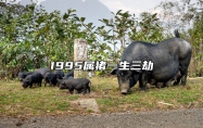 1995属猪一生三劫 95年猪三大劫