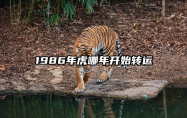 1986年虎哪年开始转运 1986年虎2024年运势