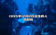 1995年12月2日出生的人命好吗 生辰八字五行解析