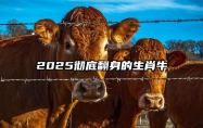 2025彻底翻身的生肖牛 2025彻底翻身的生肖牛是什么